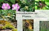 Introduction to Plants. Classification of plants Kingdom Plantae –Phylums Lycodiophyta (Club Mosses) Equisetophyta (Horsetails) Psilotophyta (Wisk Ferns)