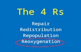 The 4 Rs Repair Redistribution Repopulation Reoxygenation.