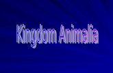 Kingdom Animalia Characteristics EukaryoticMulticellularHeterotrophic –ingest food Specialized cells –Most have tissues No cell wall Most motile Most.