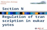 Section N Regulation of transcription in eukaryotes Molecular Biology Course.
