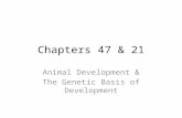 Chapters 47 & 21 Animal Development & The Genetic Basis of Development.