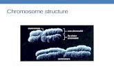 Chromosome structure. Chromosomes Example - an organism is 2n = 4. Chromosomes 1 & 2 are homologous chromosomes Chromosomes 3 & 4 are homologous chromosomes.