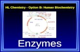 HL Chemistry - Option B: Human Biochemistry Enzymes.