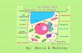 A Plant Cell Relates to A School By: Becca & Mallory.