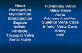 Heart Pericardium Myocardium Endocardium Septum Atrium Ventricle Tricuspid Valve Aortic Valve Pulmonary Valve Mitral Valve Aorta Pulmonary Artery/Vein.