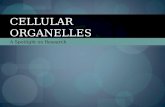 A Spotlight on Research CELLULAR ORGANELLES. What are organelles? Organelles are membrane- bound structures inside cells that carry out specific functions.