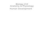 Biology 212 Anatomy & Physiology Human Development.