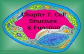 Chapter 7: Cell Structure & Function .