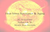 Heat-Stress Resistance & Aging By: Scott Scholz Phillips Lab ’09 Mentor: Rose Reynolds.