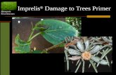 Minnesota First Detectors Imprelis ® Damage to Trees Primer.