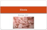 Biology 342 Ebola. Family: Filoviridae, Genus: Ebolavirus - with five species Single stranded RNA Highly contagious, BioSafety Level 4 containment Zoonotic.