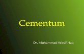 Cementum Dr. Muhammad Wasif Haq. What is Cementum? Cementum is defined as “Calcified, avascular mesenchymal tissue that forms the outer covering of the.