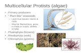Multicellular Protists (algae) Primary producers “ Plant-like” seaweeds –Lack true leaves, stems & roots –May be filamentous, grow in mats or crusts, sheets,