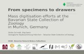 From specimens to drawers Stefan Schmidt, Jörg Spela Zoologische Staatssammlung München – Bavarian State Collection of Zoology Mass digitisation efforts.