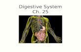 Digestive System Ch. 25. Food for Energy and Growth Carbohydrates are obtained primarily from cereals, grains, and breads  on the average, carbohydrates.