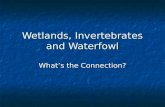 Wetlands, Invertebrates and Waterfowl What’s the Connection?