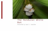 The Honduran White Bat Presented by Sean C. Counihan.