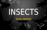INSECTS WILBEL SERRANO. INSECTS LARGEST GROUP OF ANIMALS LARGEST GROUP OF ANIMALS SPECIES NOT COMPLETELY DISCOVERED SPECIES NOT COMPLETELY DISCOVERED.