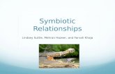 Symbiotic Relationships Lindsey Suttle, Mehran Hazeer, and Farvah Khaja.