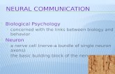 Biological Psychology  concerned with the links between biology and behavior  Neuron  a nerve cell (nerve-a bundle of single neuron axons)  the basic.