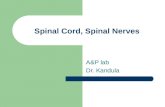 Spinal Cord, Spinal Nerves A&P lab Dr. Kandula. Anatomy of Spinal Cord.