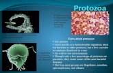 The amoeba is a very common type of protozoan Trypanosoma is a flagellate type of protozoan and causes sleeping sickness A flagellate protozoan. Can you.