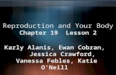 Reproduction and Your Body Chapter 19 Lesson 2 Karly Alanis, Ewan Cobran, Jessica Crawford, Vanessa Febles, Katie O’Neill.
