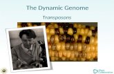 The Dynamic Genome Transposons. Transposable element (transposon) A sequence of DNA that is competent to move from place to place within a genome.