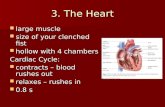 3. The Heart large muscle large muscle size of your clenched fist size of your clenched fist hollow with 4 chambers hollow with 4 chambers Cardiac Cycle: