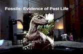 Fossils: Evidence of Past Life. Fossils Fossils are the remains or traces of prehistoric life.