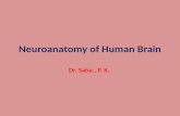 Neuroanatomy of Human Brain Dr. Saha., P. K.. Historical Review of Cross-Sectional Anatomy of the Brain  It took nearly four centuries to obtain an accurate.