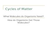 Cycles of Matter What Molecules do Organisms Need? How do Organisms Get Those Molecules?