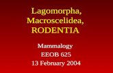 Lagomorpha, Macroscelidea, RODENTIA Mammalogy EEOB 625 13 February 2004.