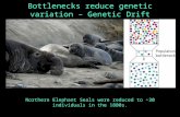 Bottlenecks reduce genetic variation – Genetic Drift Northern Elephant Seals were reduced to ~30 individuals in the 1800s.