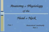 1 Anatomy & Physiology of the Head & Neck Stage 1 Anatomical Landmarks Part 1.