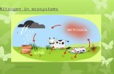 Energy in Ecosystems Nitrogen in ecosystems. Energy in Ecosystems Energy in ecosystems Re-cap How much energy is lost between each organism? What is the.