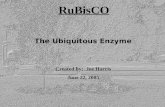 RuBisCO The Ubiquitous Enzyme Created by: Joe Harris June 22, 2005.