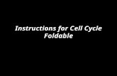 Instructions for Cell Cycle Foldable. Folding and Cutting Your paper should already be folded and cut from yesterday (if not, have someone who knows how.