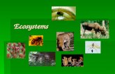 Ecosystems. What is an Ecosystem?  An ecosystem is a plant and animal community made up of living and nonliving things that interact with each other.