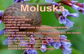 Major Groups of Mollusks The mollusks represent a diverse group of marine, freshwater, and terrestrial invertebrates, including such varied forms as snails,