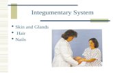 Integumentary System ï· Skin and Glands ï· Hair ï· Nails