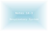 Notes 14-3 Respiratory System. The Air You Breathe The air you breathe in contains several different gases, shown in the circle graph on the left. The.