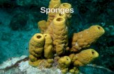 Sponges. Phylum Porifera – “pore-bearers” (although now sponges are in multiple phyla) Sponges Tiny openings, pores, all over the body Cambrian Period.