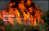 Wildfire Cori Webber & Hannah Blomberg. Definition of Wildfire A Wildfire is “a sweeping and destructive conflagration especially in a wilderness or a.