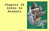 Chapter 34 Intro to Animals Image from: .