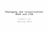 Phylogeny and visualization: MEGA and iTOL Yanbin Yin Spring 2013 1.