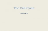 CHAPTER 12 The Cell Cycle. The Key Roles of Cell Division cell division = reproduction of cells All cells come from pre-exisiting cells Omnis cellula.