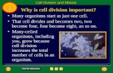 Many organisms start as just one cell. That cell divides and becomes two, two become four, four become eight, an so on. Many-celled organisms, including.