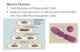 Binary Fission: Cell Division in Prokaryotic Cells asexual reproduction in which one cell divides into two identical daughter cells.