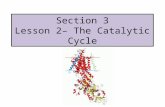Section 3 Lesson 2– The Catalytic Cycle. What do enzymes do? Enzymes lower the activation energy E a required for a reaction to occur.